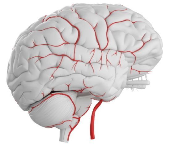 Brain